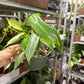Philodendron Sancti 6”