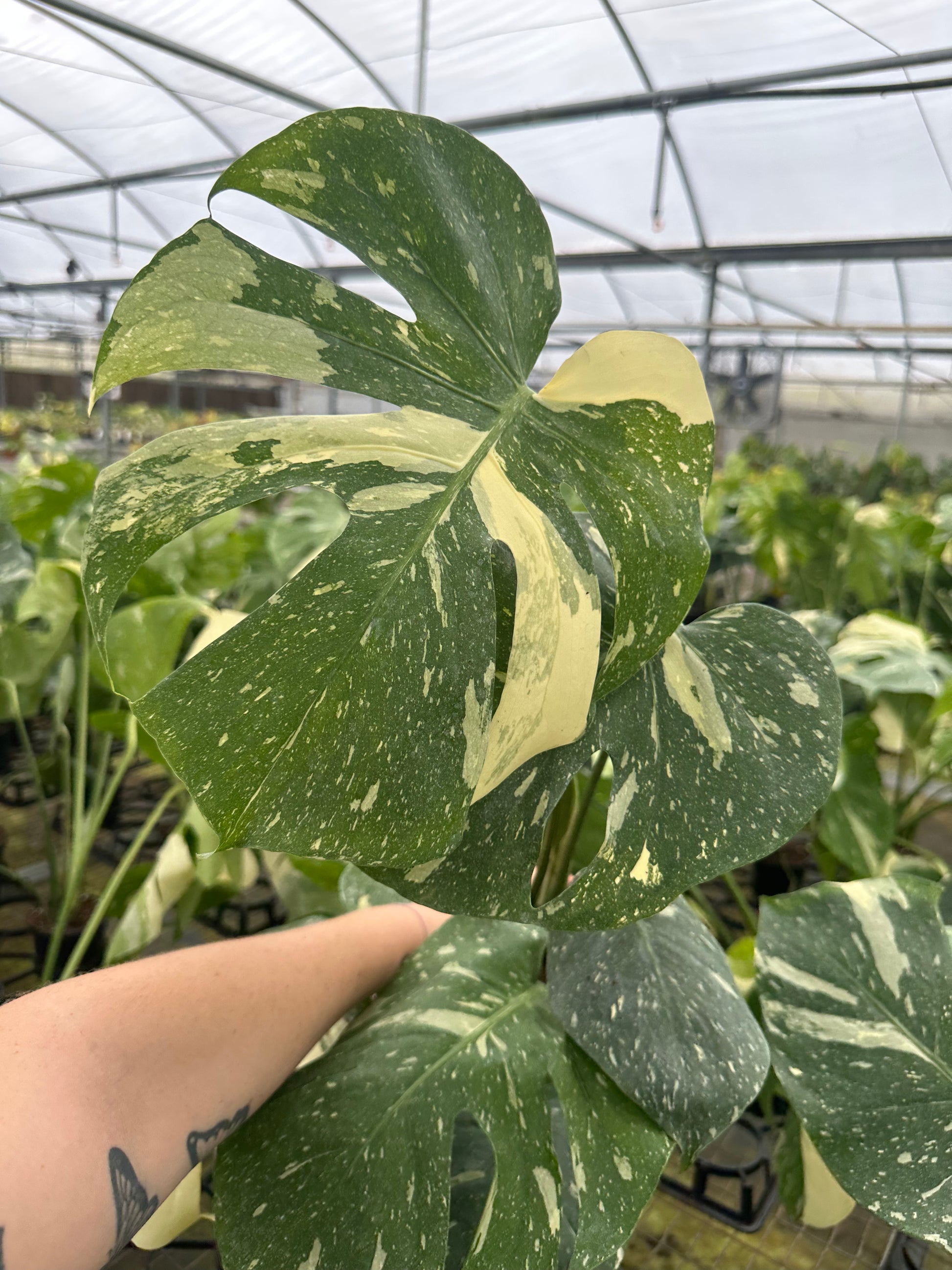 6” Monstera Thai - PlantlyAddicted