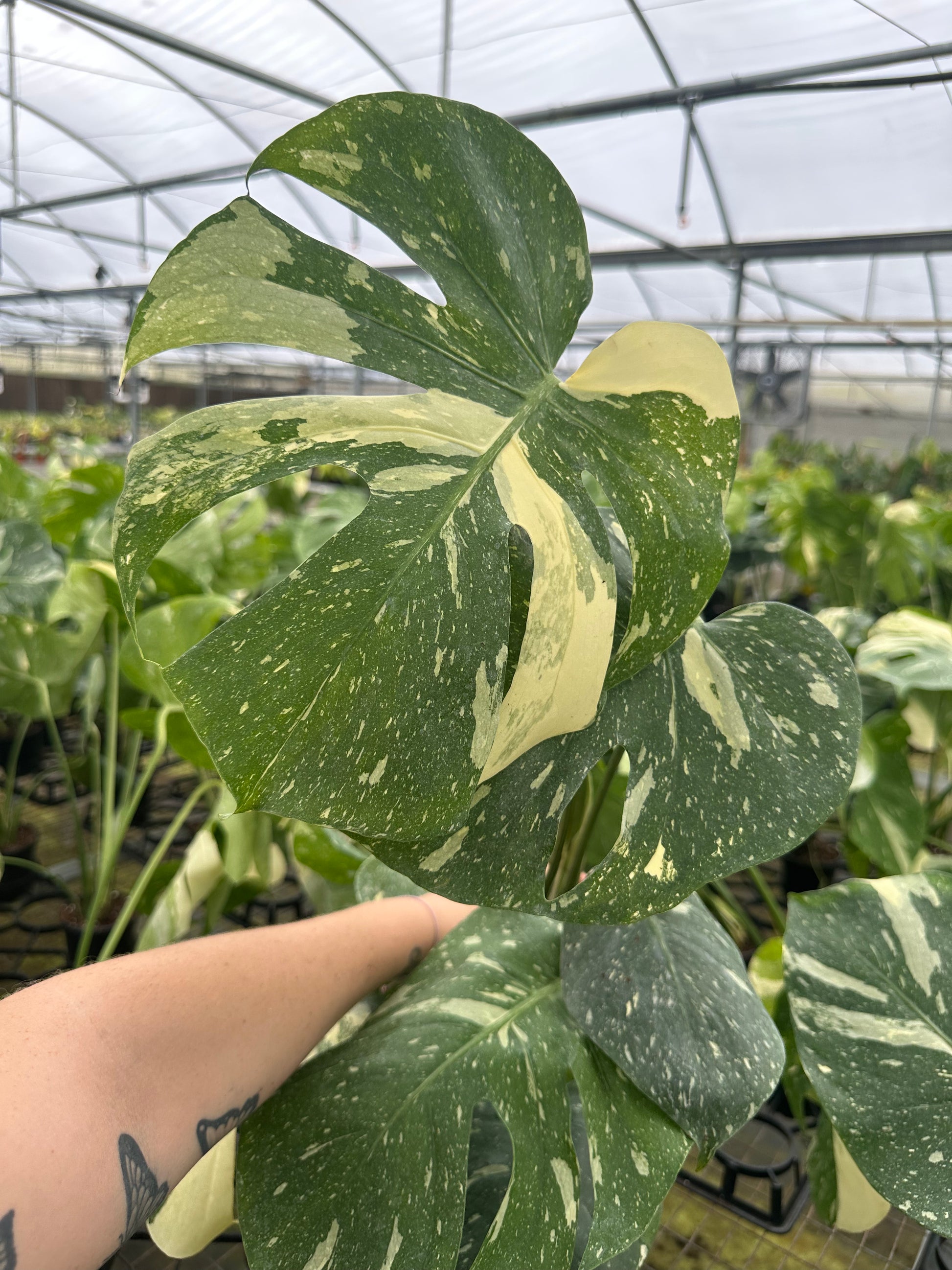 monstera thai constellation for sale Monstera Thai 6