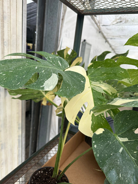 Monstera Thai 6