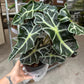 6” Alocasia Polly - PlantlyAddicted