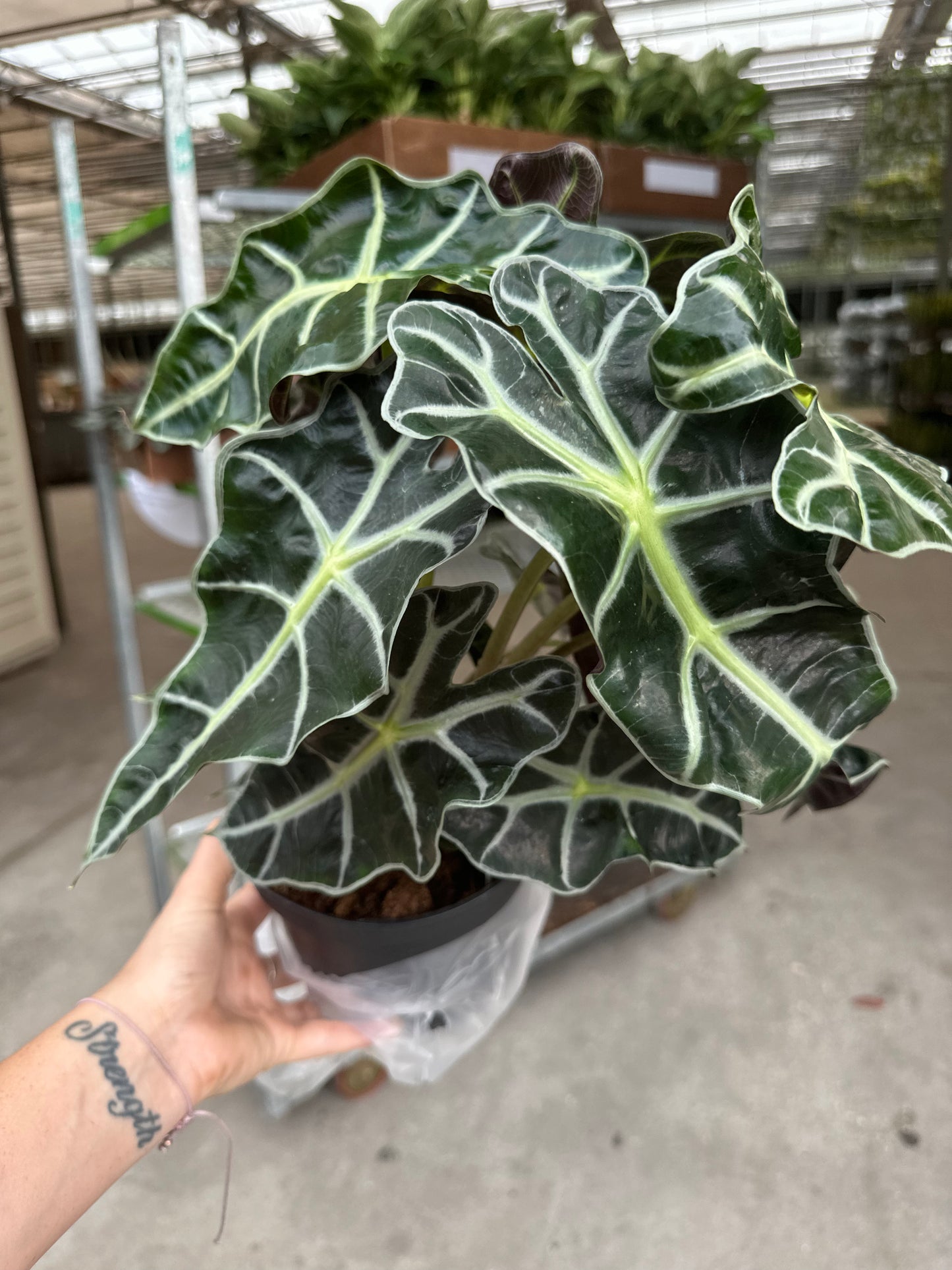 6” Alocasia Polly - PlantlyAddicted