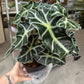 6” Alocasia Polly - PlantlyAddicted