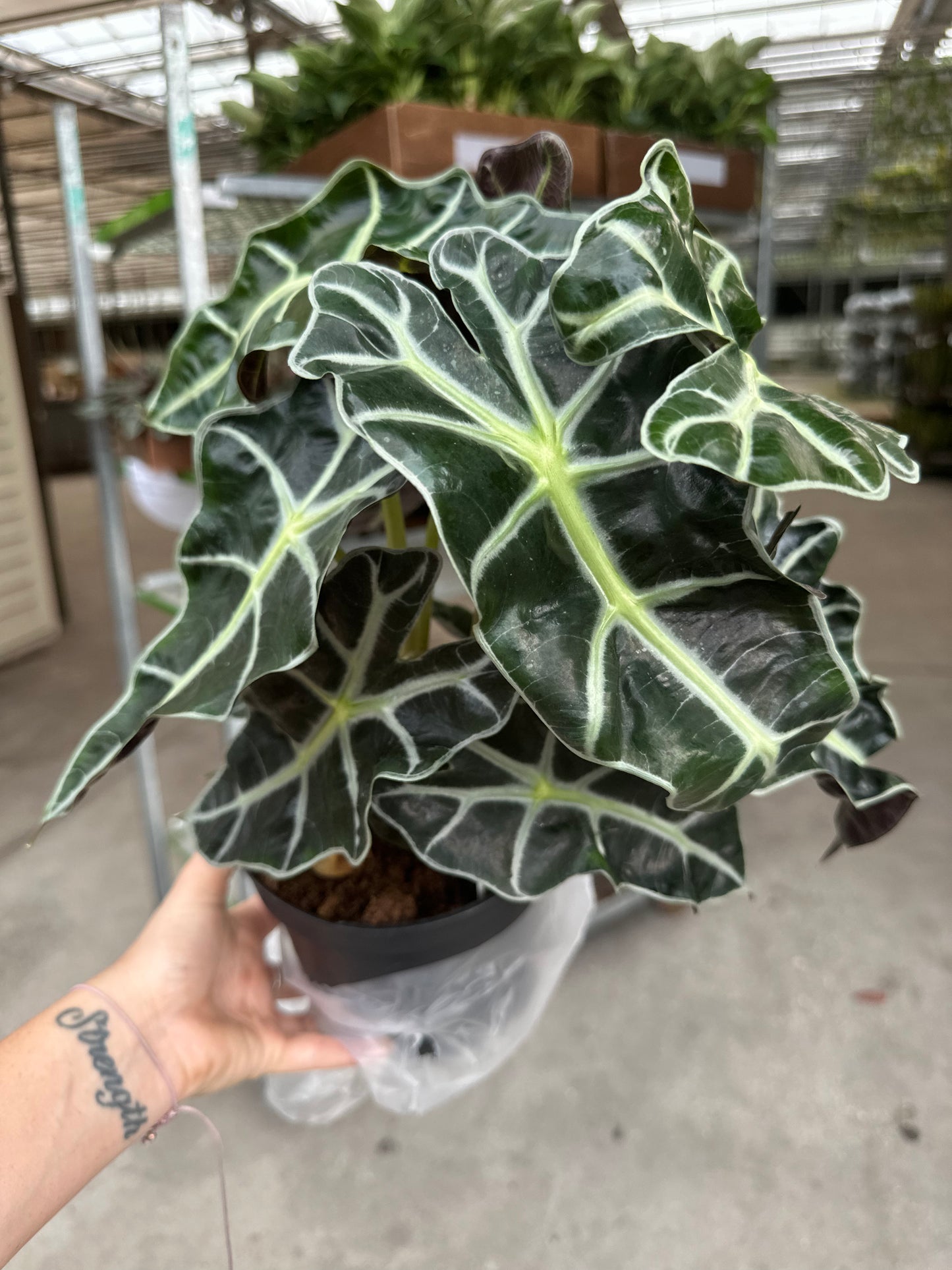 6” Alocasia Polly - PlantlyAddicted