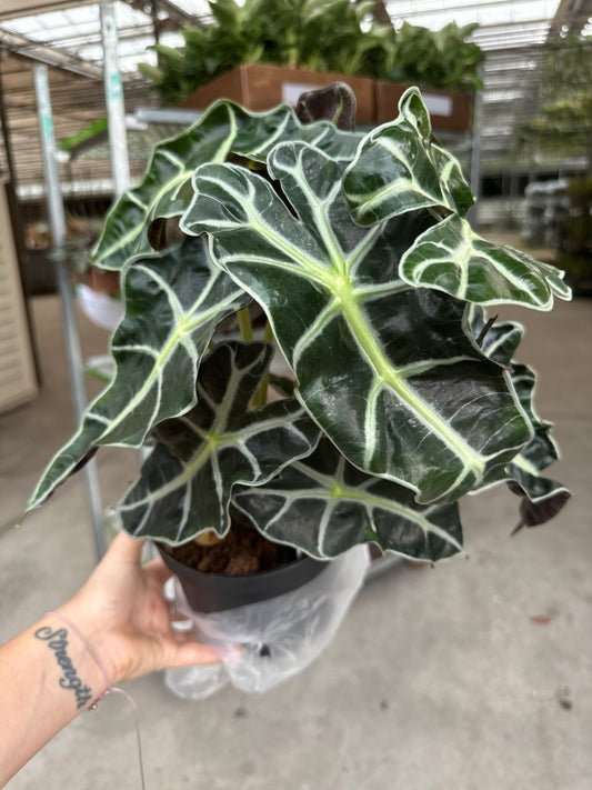 6” Alocasia Polly - PlantlyAddicted