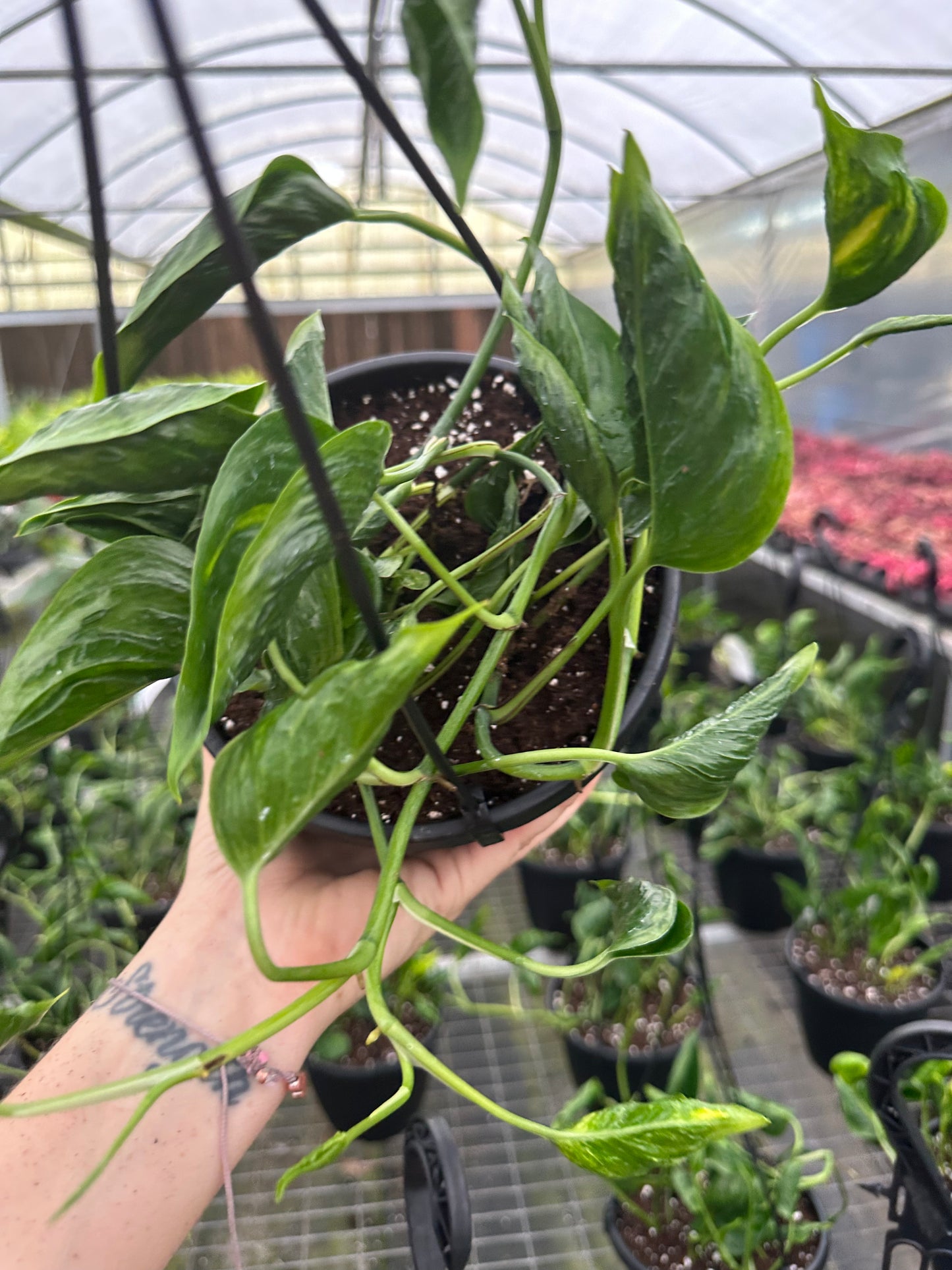 6” Shanglari pothos - PlantlyAddicted