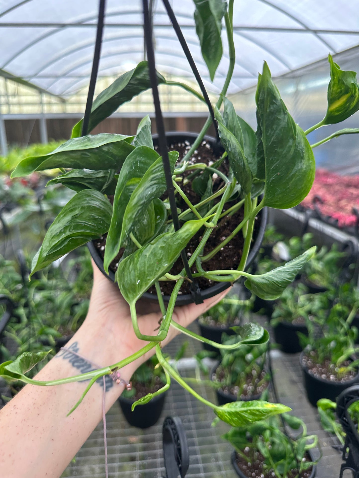 6” Shanglari pothos - PlantlyAddicted