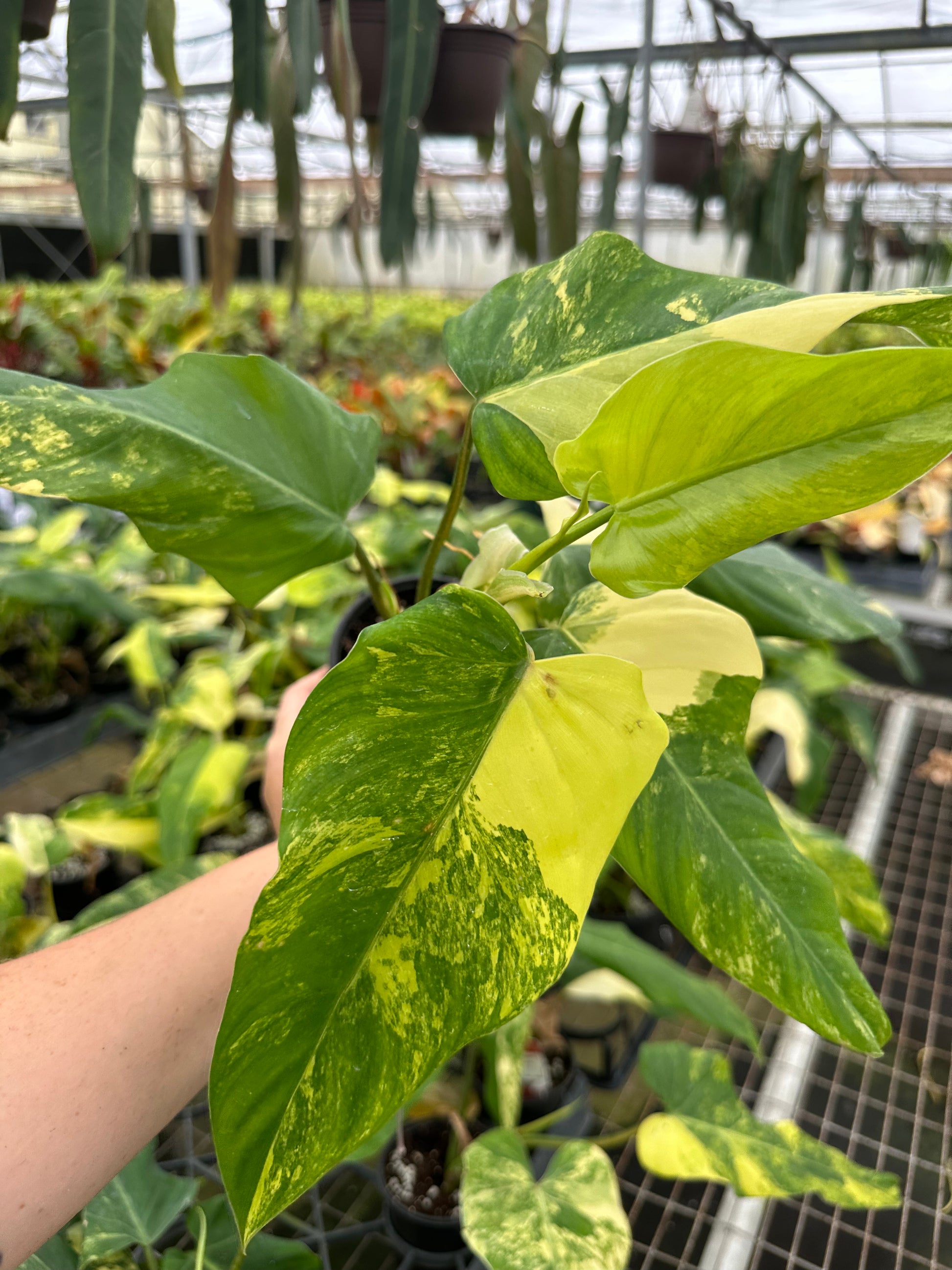 4” Philodendron domesticum variegated - PlantlyAddicted