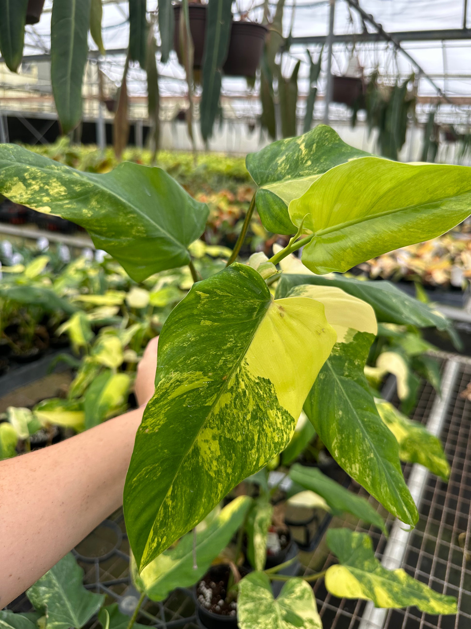 4” Philodendron domesticum variegated - PlantlyAddicted