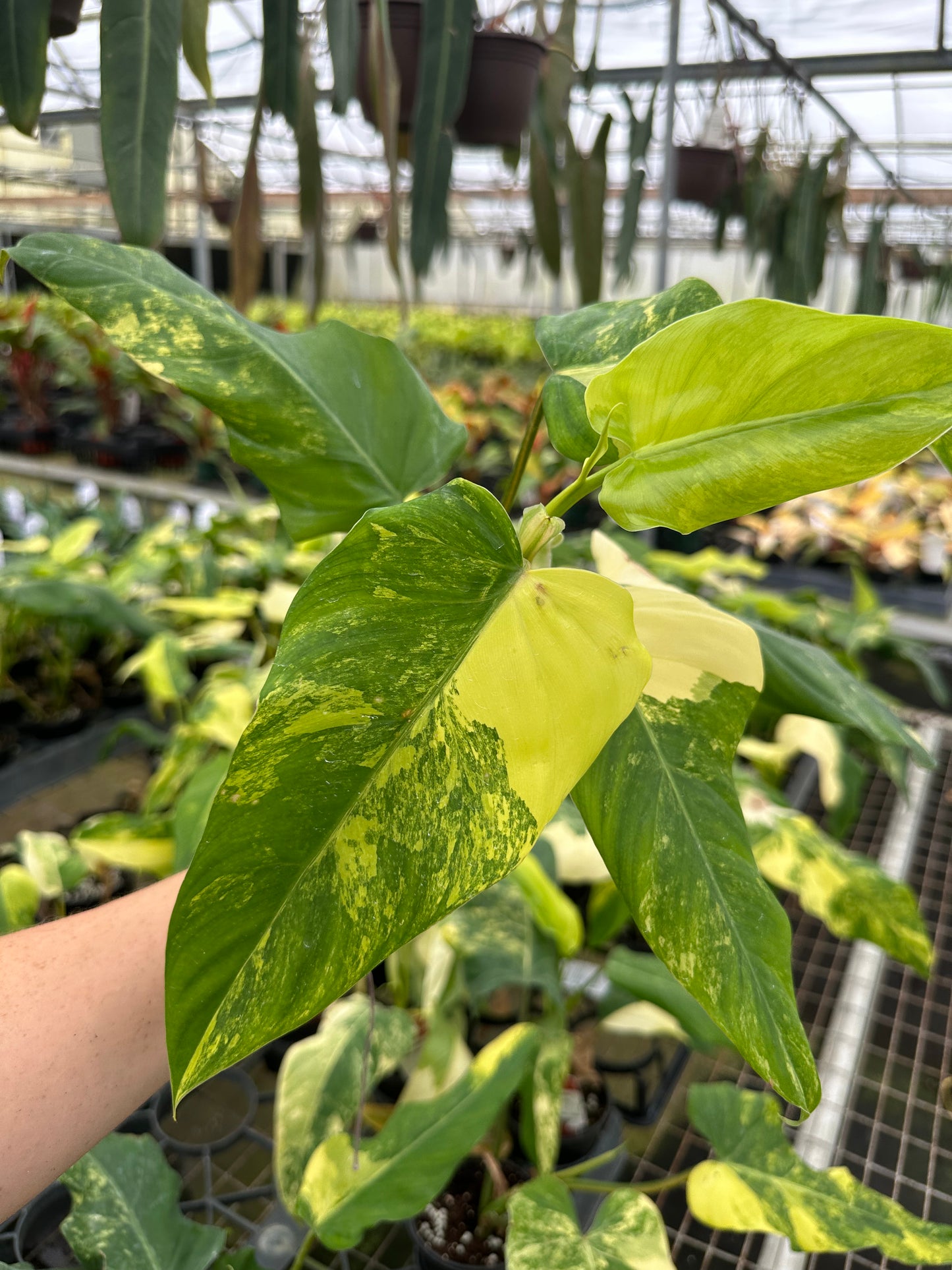 4” Philodendron domesticum variegated - PlantlyAddicted