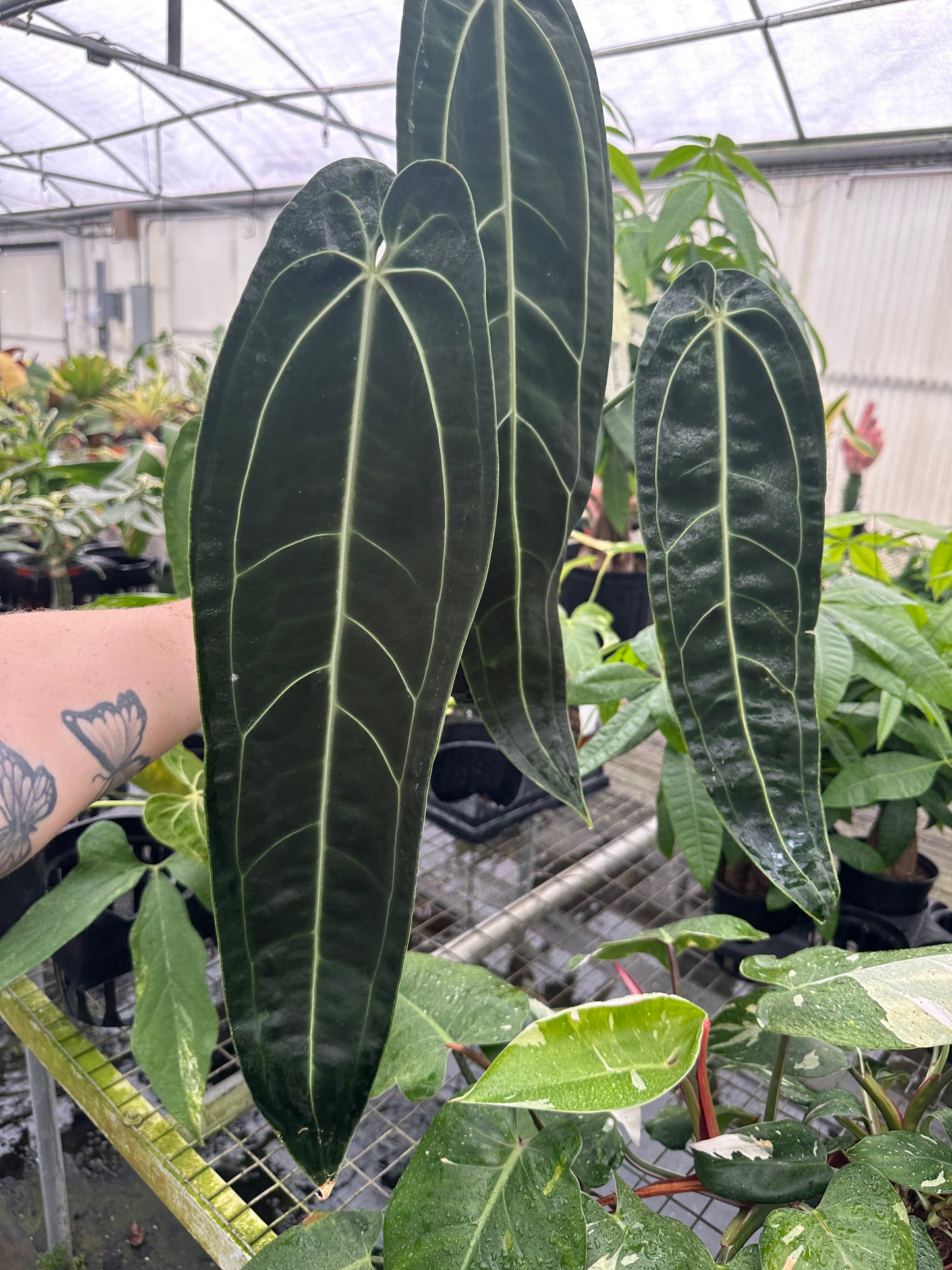 6” Anthurium warocqueanum - PlantlyAddicted