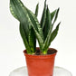 Sanseveria Whitney 6"