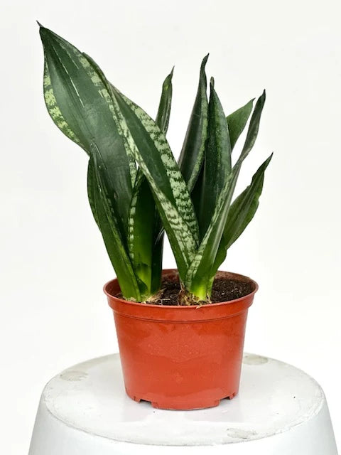 Sanseveria Whitney 6"