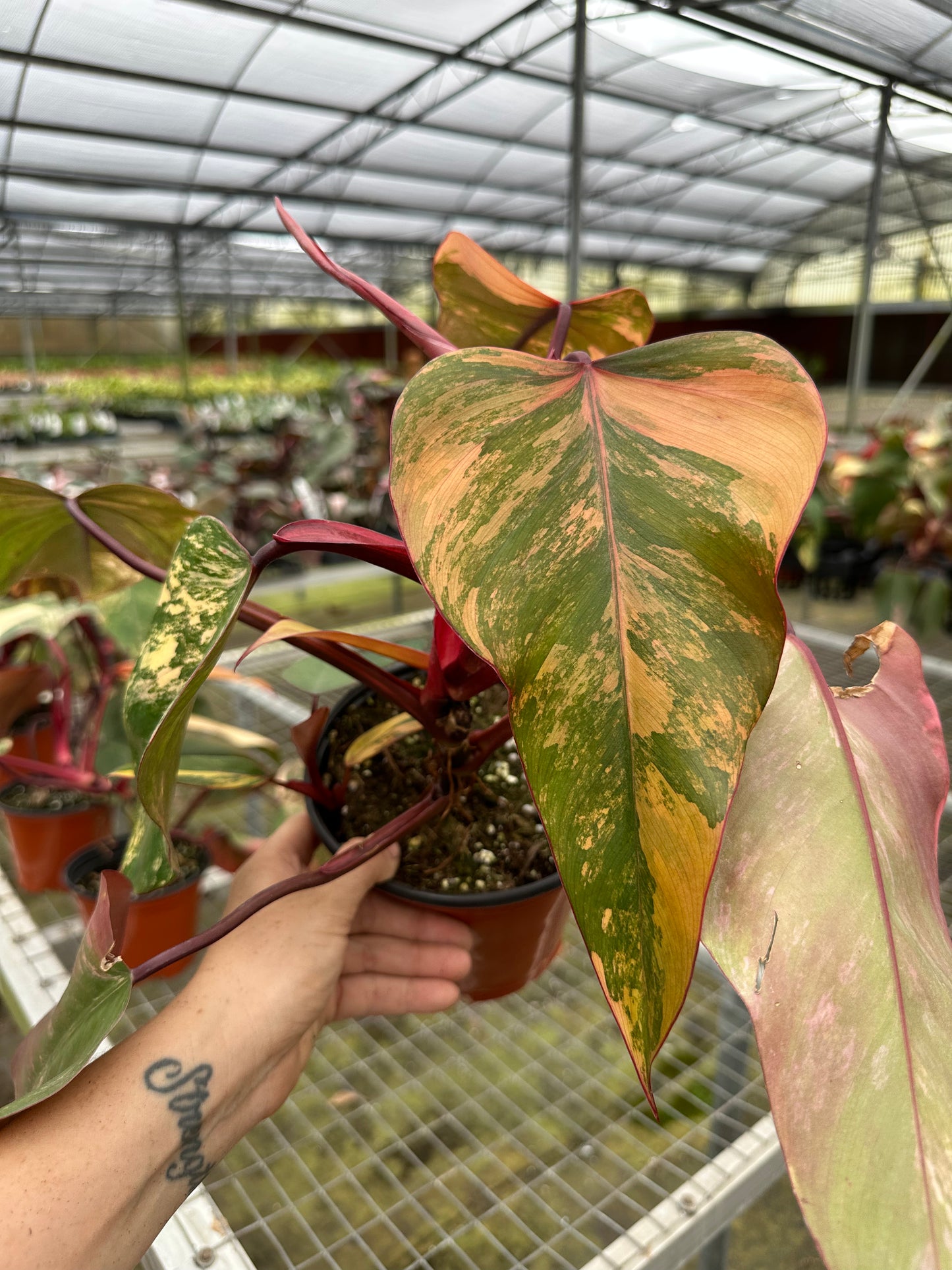 6" Strawberry Shake Philodendron- sellers choice item - PlantlyAddicted