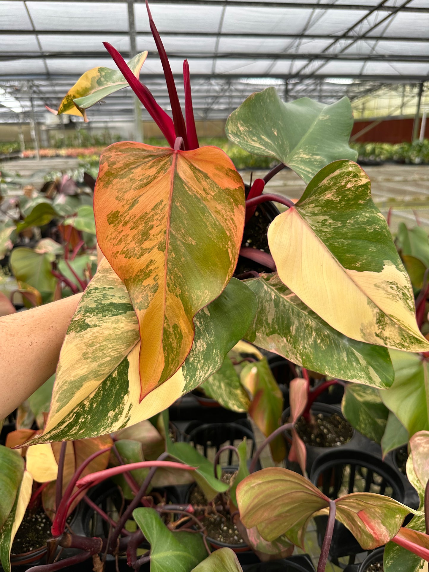 6" Strawberry Shake Philodendron- sellers choice item - PlantlyAddicted