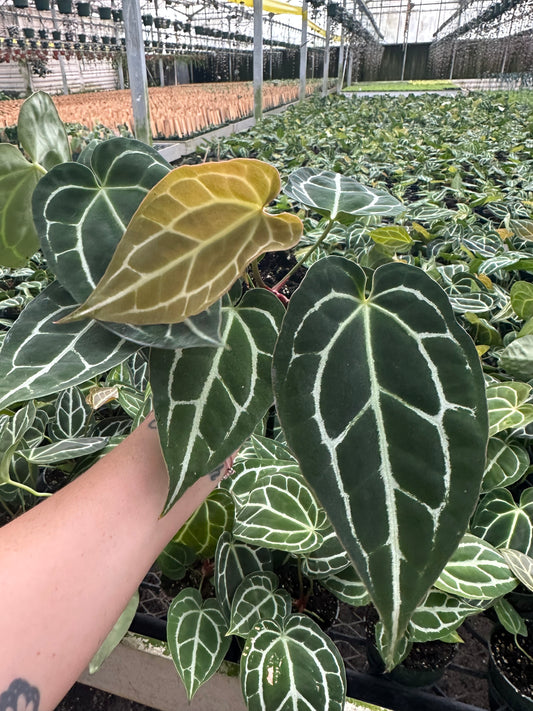 4" Anthurium Crystallinum - PlantlyAddicted