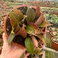 Hoya Sunrise Sunstressed 5" - PlantlyAddicted