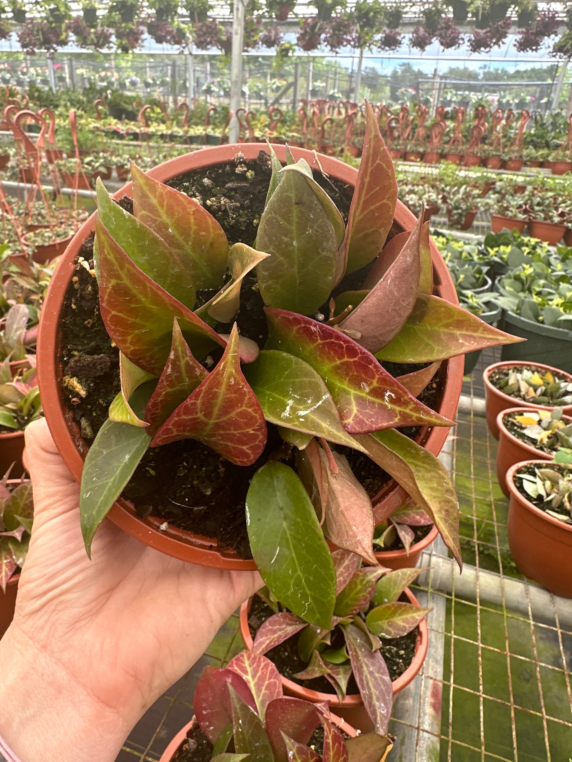 Hoya Sunrise Sunstressed 5" - PlantlyAddicted