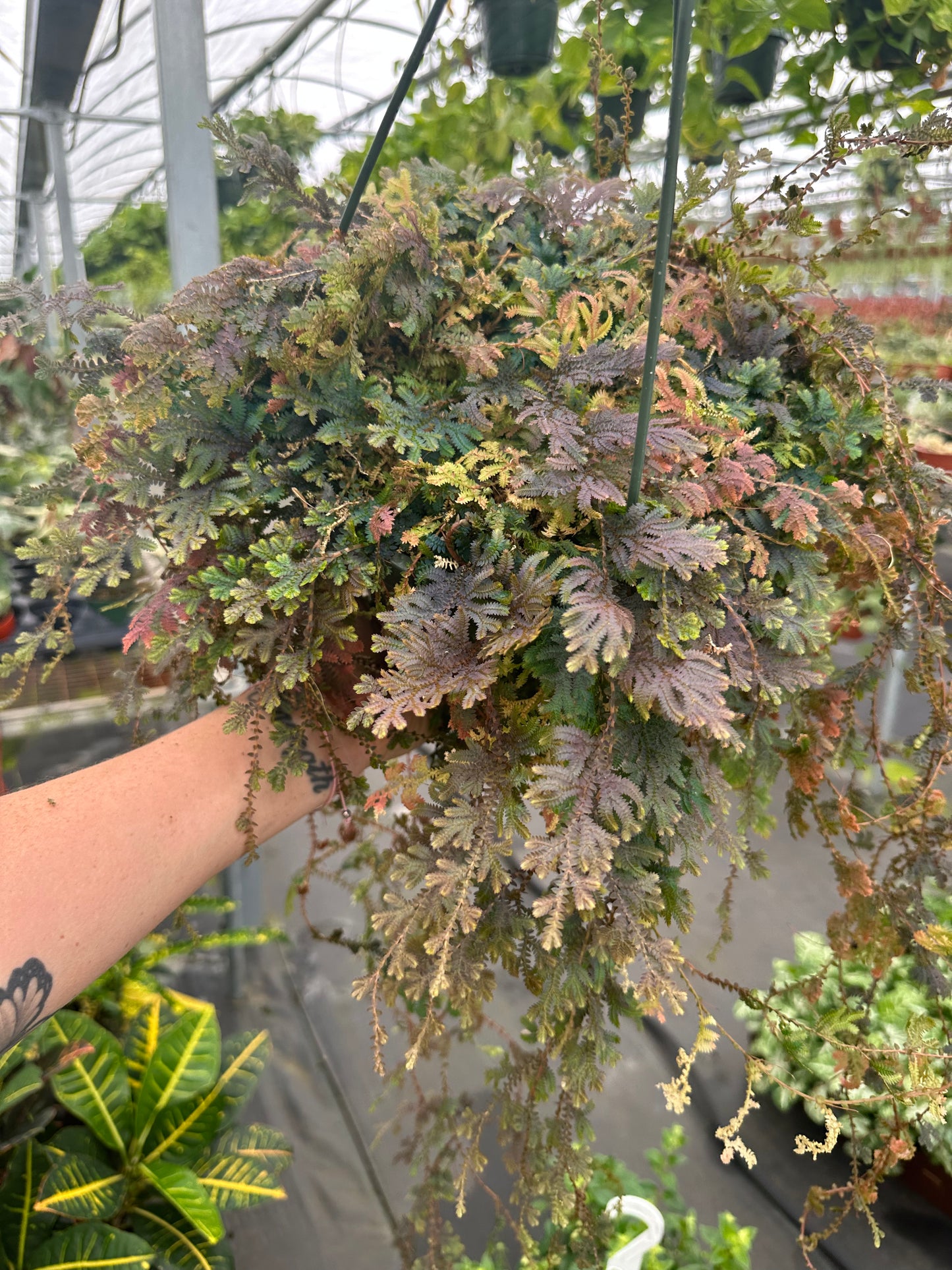 8" Rainbow Fern, (Greens&Teal) - Will get more coloring with Light - PlantlyAddicted