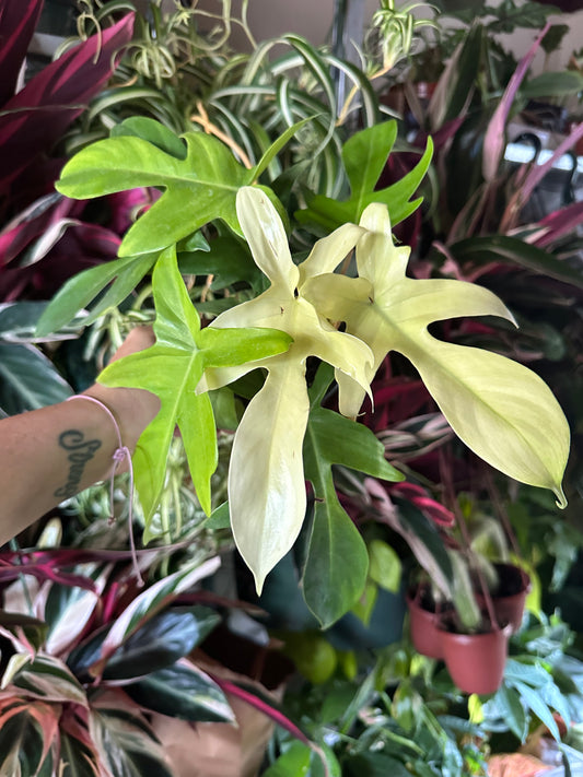 4" Philodendron Ghost - PlantlyAddicted