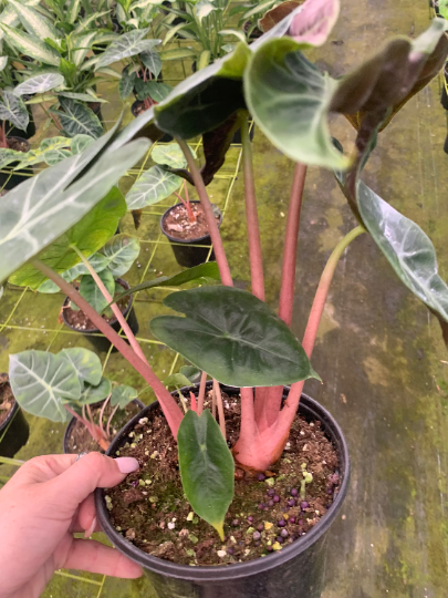 Ivory Coast 6” - PlantlyAddicted