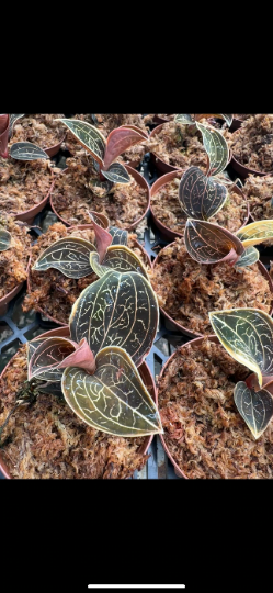 Jewel Orchid 3" - PlantlyAddicted