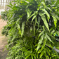 Kangaroo Fern 8” XL - PlantlyAddicted