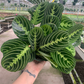 Lemon lime maranta 6” - PlantlyAddicted