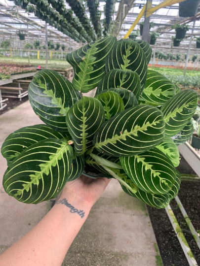 Lemon lime maranta 6” - PlantlyAddicted