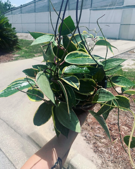 Hoya Macrophylla  8” - PlantlyAddicted