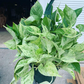 Marble Queen Philodendron 8” hanging basket - PlantlyAddicted