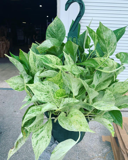 Marble Queen Philodendron 8” hanging basket - PlantlyAddicted