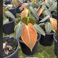 Philodendron Melano 4” - PlantlyAddicted