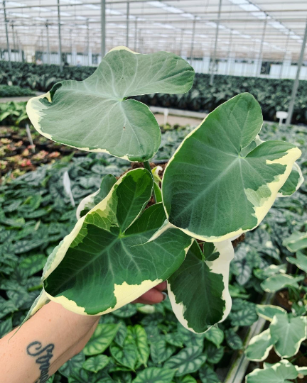 Mickey Mouse Alocasia - PlantlyAddicted