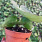 Mini clarinervium anthurium 2” - PlantlyAddicted