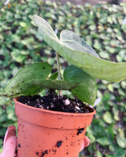 Mini clarinervium anthurium 2” - PlantlyAddicted