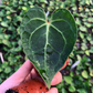 Mini clarinervium anthurium 2” - PlantlyAddicted