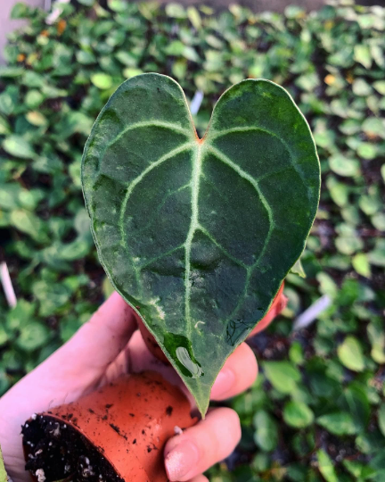 Mini clarinervium anthurium 2” - PlantlyAddicted