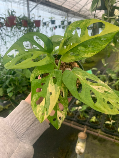 Monstera Adonsaii variegata 4” FULL PLANT 2-5 leaf - PlantlyAddicted