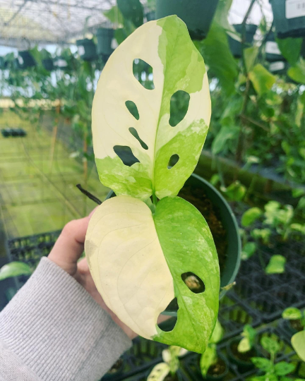 Monstera Adonsaii variegata 4” FULL PLANT 2-5 leaf - PlantlyAddicted