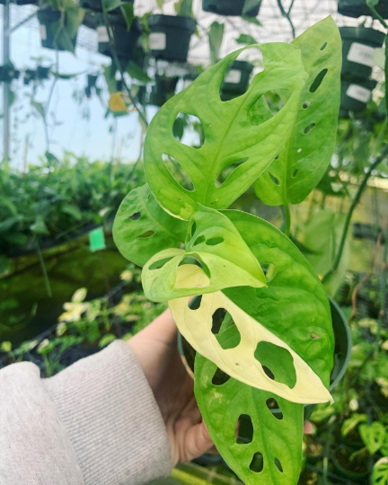 Monstera Adonsaii variegata 4” FULL PLANT 2-5 leaf - PlantlyAddicted