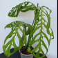 Monstera Esquilleto  6" - PlantlyAddicted