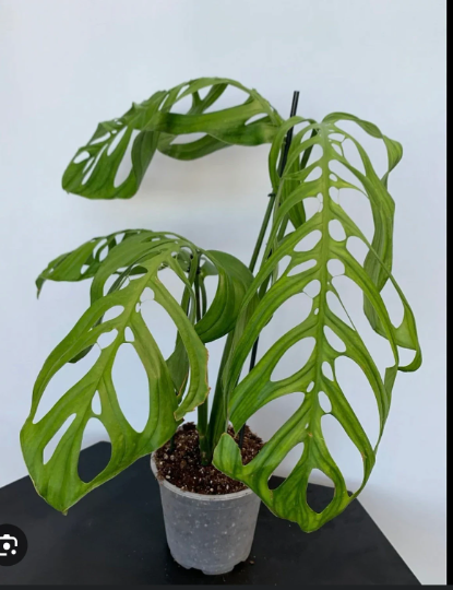 Monstera Esquilleto  6" - PlantlyAddicted