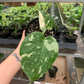 Monstera Thai constellation 4” / sellers choice - PlantlyAddicted