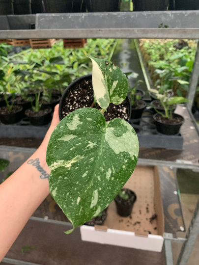 Monstera Thai constellation 4” / sellers choice - PlantlyAddicted