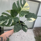 Monstera Thai 10" Sellers choice - PlantlyAddicted