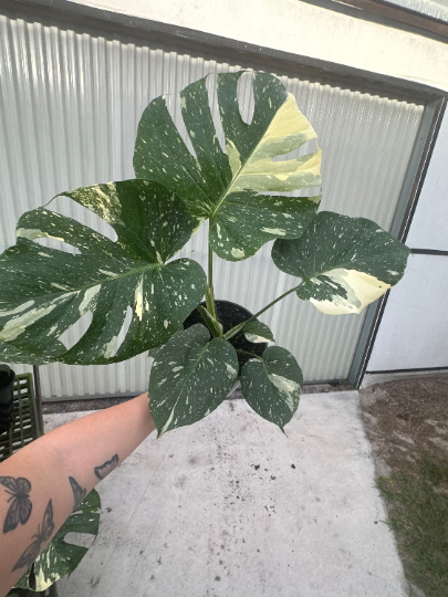 Monstera Thai 10" Sellers choice - PlantlyAddicted