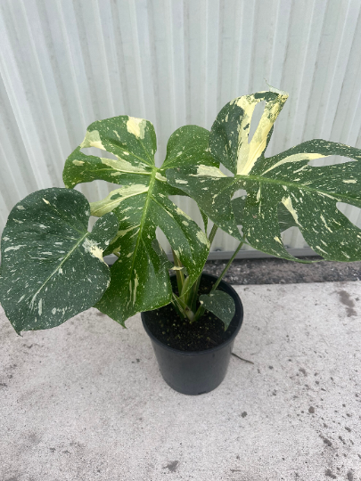 Monstera Thai 10" Sellers choice - PlantlyAddicted