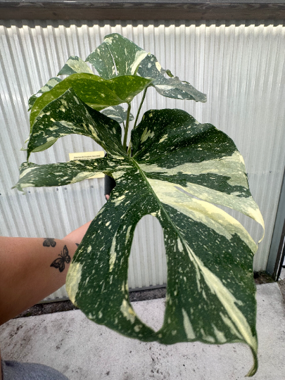 Monstera Thai 10" Sellers choice - PlantlyAddicted