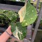 Monstera Thai constellation 4” / sellers choice - PlantlyAddicted